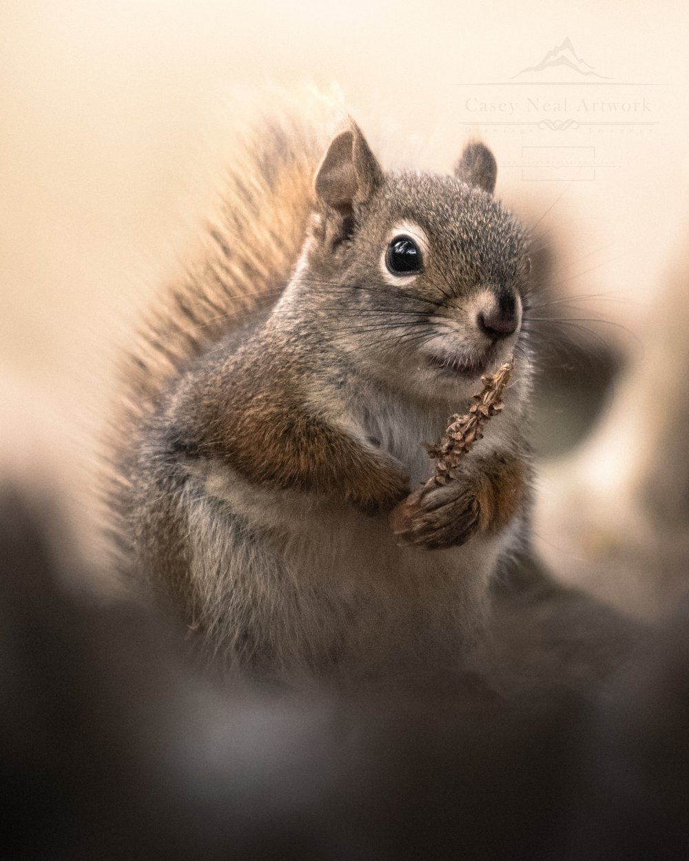 Image of Squirrel Sunshine