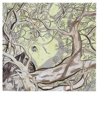Image 1 of ‘Looking up’