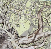 Image 2 of ‘Looking up’