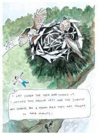 Image 4 of Urban Birds
