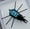 Image of Composite Disk Bug Kit