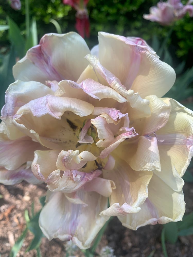 Image of Ostara Perfume (Tuberose, Linden, Cassie, Osmanthus)