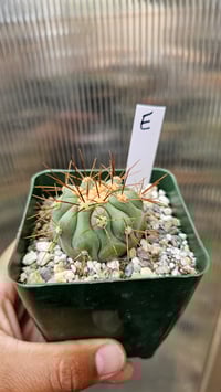 Image 1 of Copiapoa Haseltoniana
