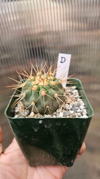 Image 2 of Copiapoa Haseltoniana