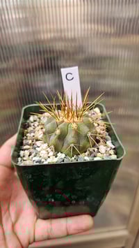 Image 3 of Copiapoa Haseltoniana