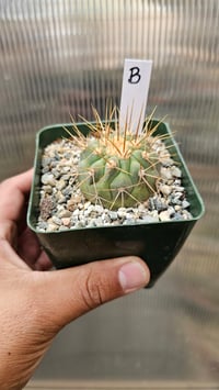 Image 4 of Copiapoa Haseltoniana