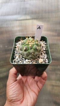 Image 5 of Copiapoa Haseltoniana