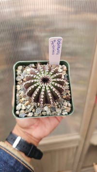 Image 1 of Uebelmannia Pectinifera