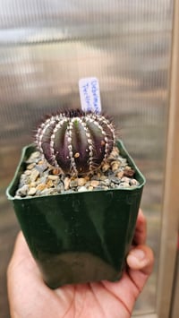 Image 2 of Uebelmannia Pectinifera