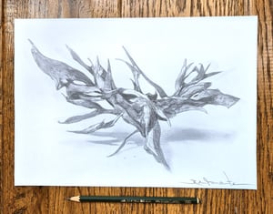 Image of Replete Seek variant 3