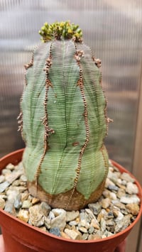 Image 1 of Euphorbia Obesa