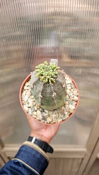 Image 2 of Euphorbia Obesa