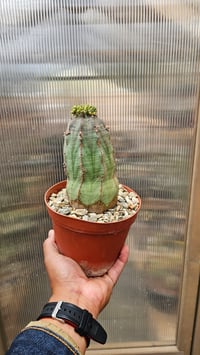 Image 3 of Euphorbia Obesa
