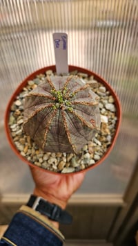 Image 1 of Euphorbia Obesa 2