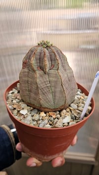 Image 2 of Euphorbia Obesa 2