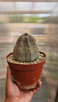 Image 3 of Euphorbia Obesa 2
