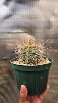 Copiapoa Hybrid