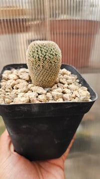 Image 1 of Mammillaria Crucigera 
