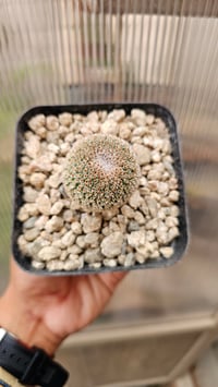 Image 2 of Mammillaria Crucigera 