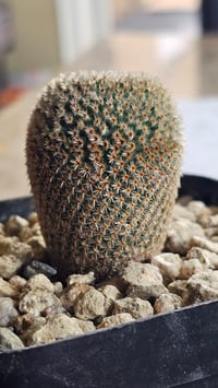 Image 3 of Mammillaria Crucigera 