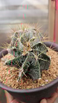 Image 2 of Astrophytum Ornatum Var Mirbelli