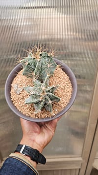 Image 3 of Astrophytum Ornatum Var Mirbelli