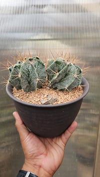 Image 1 of Astrophytum Ornatum Var Mirbelli