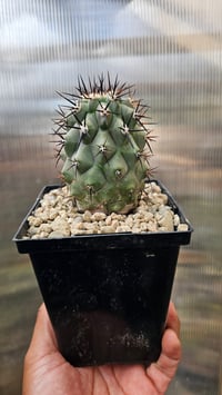 Image 2 of Copiapoa Cinerea