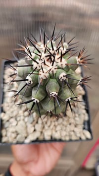 Image 3 of Copiapoa Cinerea