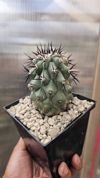 Image 1 of Copiapoa Cinerea