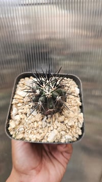 Image 2 of Copiapoa Dura Variegated
