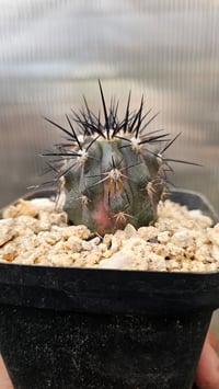 Image 3 of Copiapoa Dura Variegated