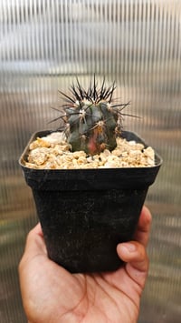 Image 1 of Copiapoa Dura Variegated