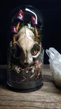 Image 1 of Cat Skull and Mushroom Dome