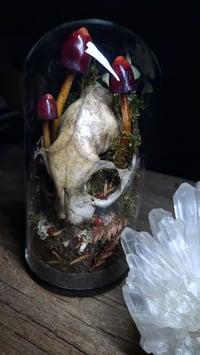 Image 3 of Cat Skull and Mushroom Dome