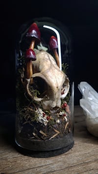 Image 4 of Cat Skull and Mushroom Dome