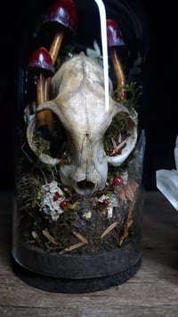 Image 5 of Cat Skull and Mushroom Dome
