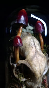 Image 2 of Cat Skull and Mushroom Dome