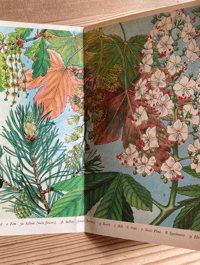 Image 2 of A Pantoscope Book Trees in Flower by Paxton Chadwick