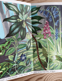 Image 3 of A Pantoscope Book Spring Flowers of the Woods by Paxton Chadwick