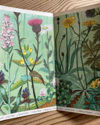 Image 2 of A Pantoscope Book Meadow Flowers in Summer by Paxton Chadwick