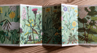 Image 3 of A Pantoscope Book Meadow Flowers in Summer by Paxton Chadwick