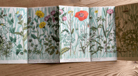 Image 2 of A Pantoscope Book Flowers of the Cornfield by Paxton Chadwick