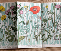 Image 3 of A Pantoscope Book Flowers of the Cornfield by Paxton Chadwick