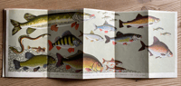 Image 2 of A Pantoscope Book Freshwater Fishes by Paxton Chadwick