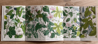 Image 2 of A Pantoscope Book Climbing Plants by Paxton Chadwick