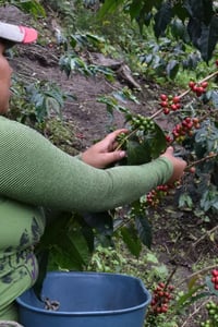 Image 5 of Kolumbien - El Diamante - Double washed Pink Bourbon - Premium Pick #2 - Filter