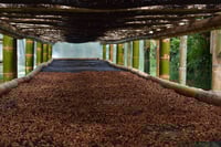 Image 4 of Kolumbien - El Diamante - Double washed Pink Bourbon - Premium Pick #2 - Filter