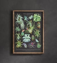 Image 6 of Tillandsia Species Poster