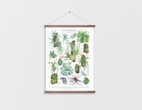 Image 5 of Tillandsia Species Poster